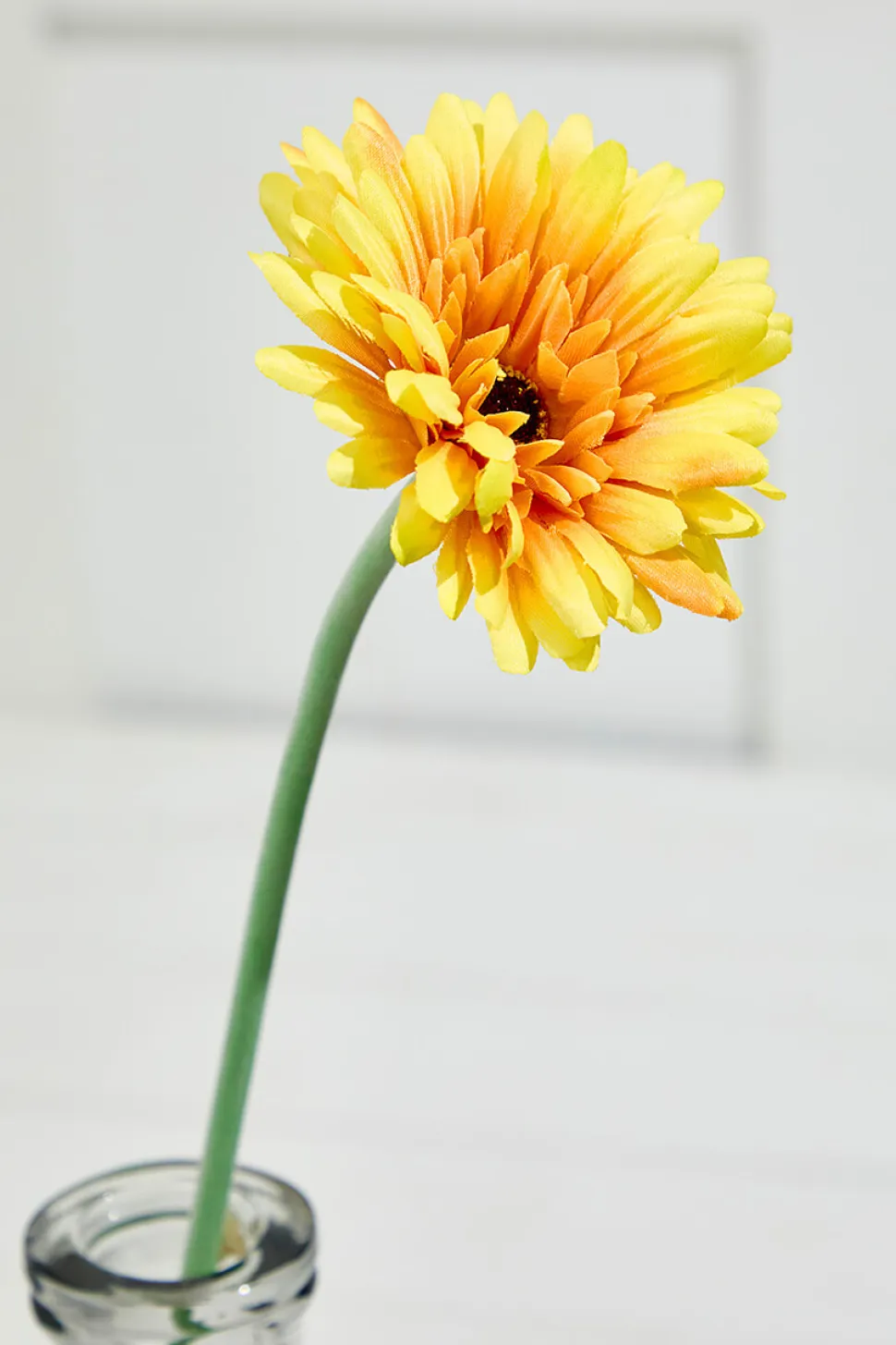 22" Gerbera Daisy Stem