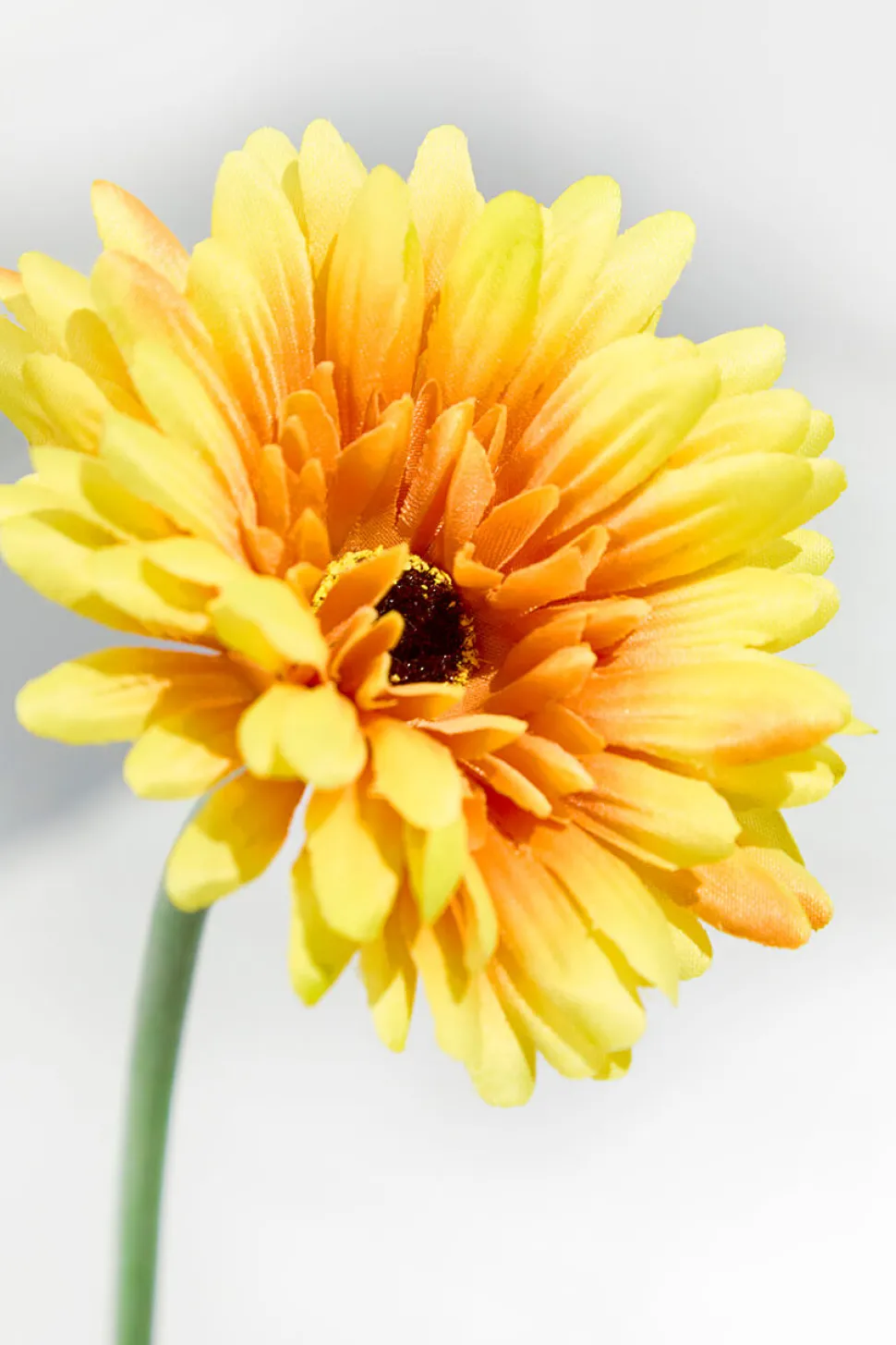 22" Gerbera Daisy Stem