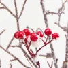 32" Snow Berry Spray