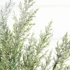 18" Snow Cedar Pine Bush