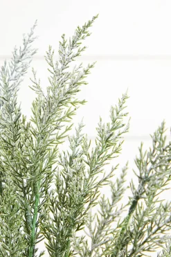 18" Snow Cedar Pine Bush